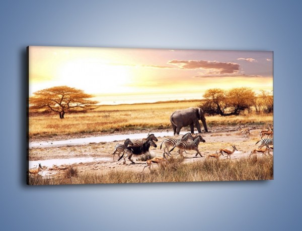 Obraz na płótnie – Zwierzęce stada na sawannie – jednoczęściowy panoramiczny Z028