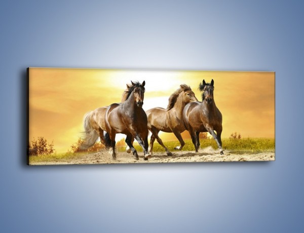 Obraz na płótnie – Rozpędzone konne stado – jednoczęściowy panoramiczny Z030