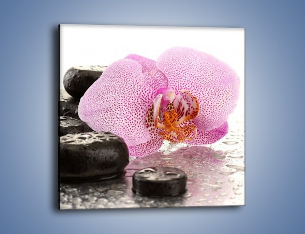 Obraz na płótnie – Kwiat otoczony kamieniami – jednoczęściowy kwadratowy K967