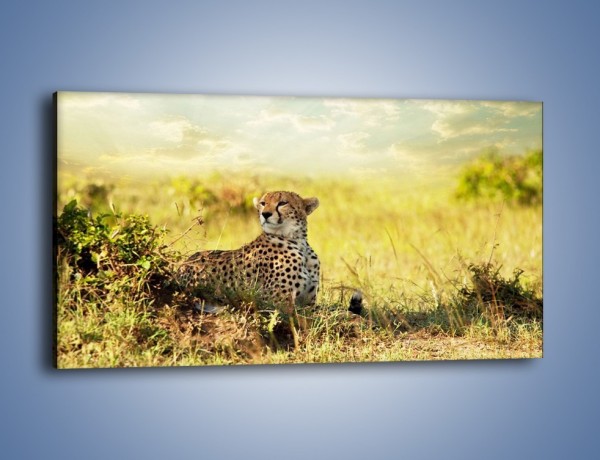 Obraz na płótnie – Relaks z gepardem w cieniu – jednoczęściowy panoramiczny Z040