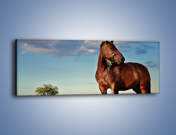 Obraz na płótnie – Koń-symbol siły i spokoju – jednoczęściowy panoramiczny Z054