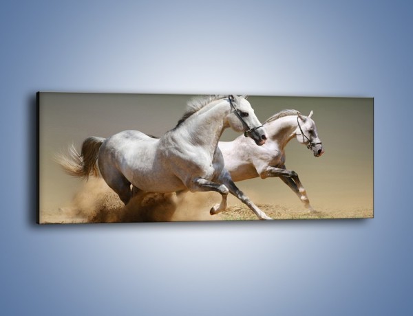 Obraz na płótnie – Białe konie w pustynnym galopie – jednoczęściowy panoramiczny Z055