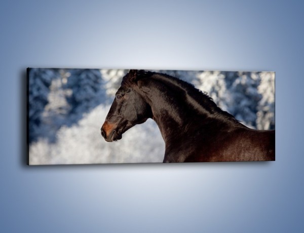 Obraz na płótnie – Brązowy ogier na zimowym spacerze – jednoczęściowy panoramiczny Z056