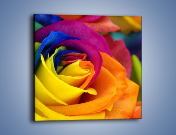 Obraz na płótnie – Pąki róż w kolorach tęczy – jednoczęściowy kwadratowy K973