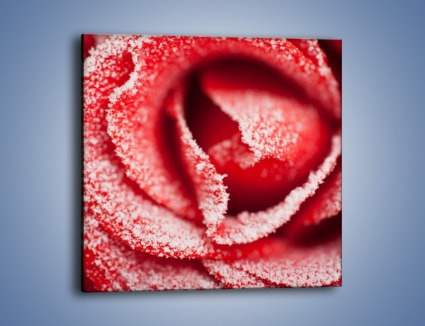 Obraz na płótnie – Zima widoczna na róży – jednoczęściowy kwadratowy K974