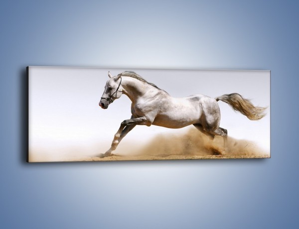 Obraz na płótnie – Srebrny koń w galopie – jednoczęściowy panoramiczny Z062