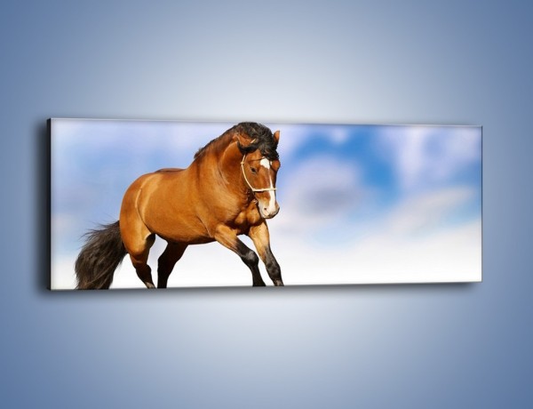 Obraz na płótnie – Przejażdżka na brązowym koniu – jednoczęściowy panoramiczny Z064