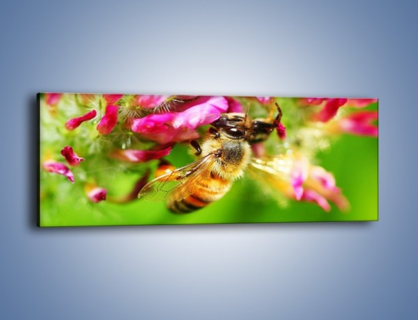 Obraz na płótnie – Pszczoły kochają kwiaty – jednoczęściowy panoramiczny Z065