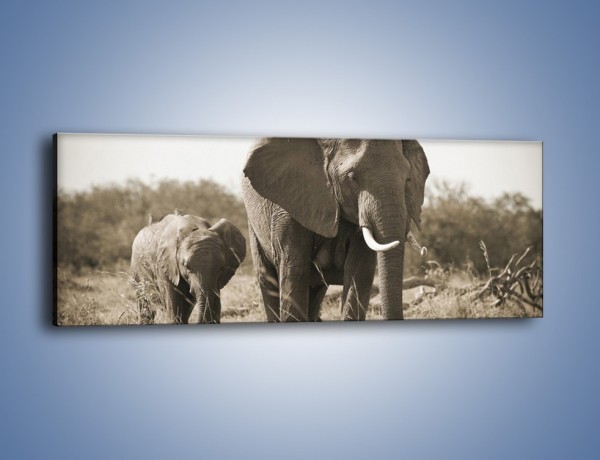 Obraz na płótnie – Wędrówki słoni przez sawannę – jednoczęściowy panoramiczny Z081