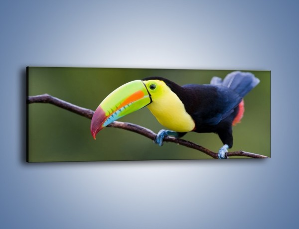 Obraz na płótnie – Tukan na cienkiej gałązce – jednoczęściowy panoramiczny Z082
