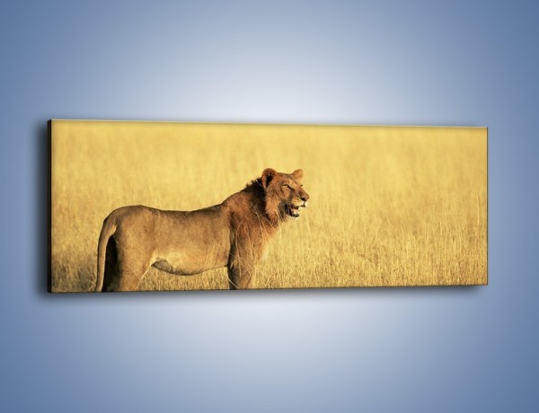 Obraz na płótnie – Czujny wzrok lwicy – jednoczęściowy panoramiczny Z091