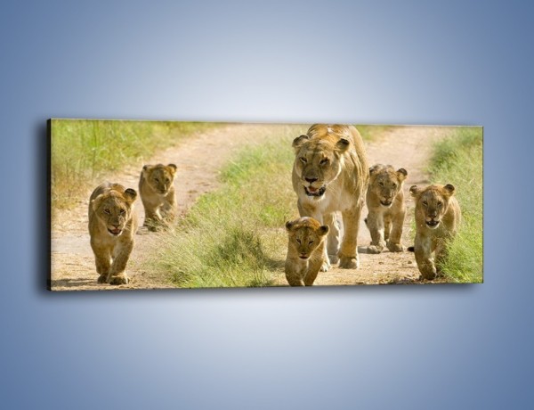 Obraz na płótnie – Spacer z małymi lwiątkami – jednoczęściowy panoramiczny Z112