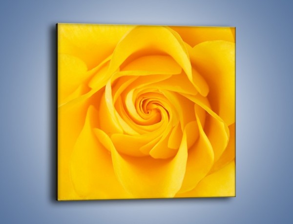 Obraz na płótnie – Moc żółtej róży – jednoczęściowy kwadratowy K989