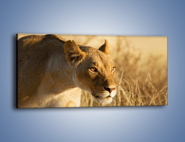 Obraz na płótnie – Polowanie z lwicą – jednoczęściowy panoramiczny Z132