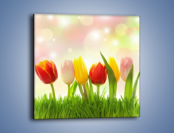 Obraz na płótnie – Sześć małych tulipanków – jednoczęściowy kwadratowy K996