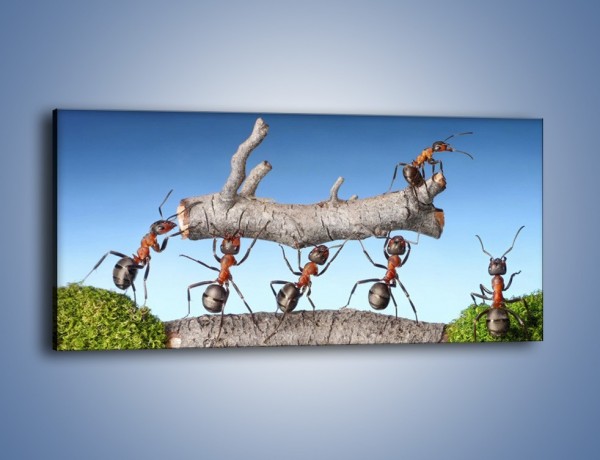 Obraz na płótnie – Pracowite jak mróweczki – jednoczęściowy panoramiczny Z133