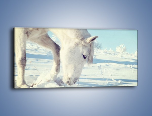 Obraz na płótnie – Arab w śnieżnym puchu – jednoczęściowy panoramiczny Z144