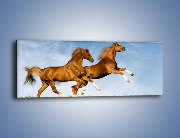 Obraz na płótnie – Skok przez pole z końmi – jednoczęściowy panoramiczny Z147
