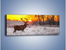 Obraz na płótnie – Jeleń o zachodzie słońca – jednoczęściowy panoramiczny Z164