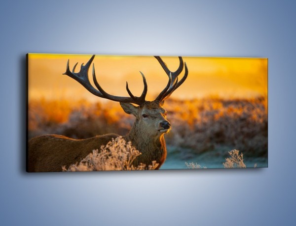 Obraz na płótnie – Ciężkie poroże jelenia – jednoczęściowy panoramiczny Z165