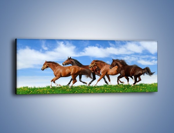 Obraz na płótnie – Galopujące stado brązowych koni – jednoczęściowy panoramiczny Z172