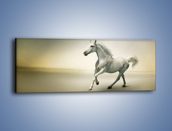 Obraz na płótnie – Samotny wieczór z białym koniem – jednoczęściowy panoramiczny Z175