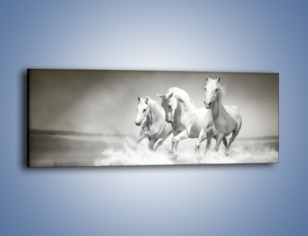 Obraz na płótnie – Rozpędzone trio konne – jednoczęściowy panoramiczny Z177