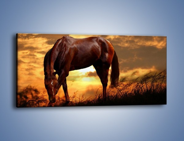 Obraz na płótnie – Spokój w końskim ciele – jednoczęściowy panoramiczny Z181