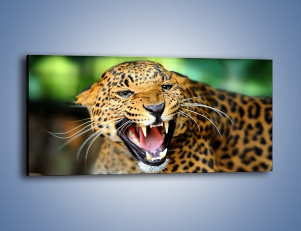 Obraz na płótnie – Jaguar z pazurem – jednoczęściowy panoramiczny Z184