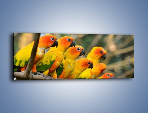 Obraz na płótnie – Z papuzią rodziną – jednoczęściowy panoramiczny Z186