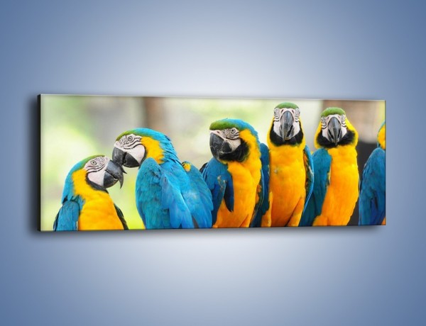 Obraz na płótnie – Pocałunek kolorowej papugi – jednoczęściowy panoramiczny Z187