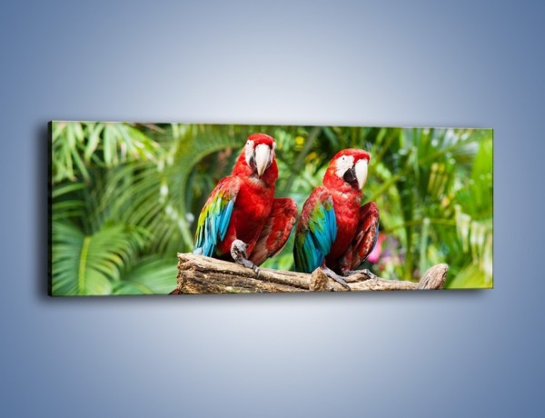 Obraz na płótnie – Papużki nierozłączki – jednoczęściowy panoramiczny Z188