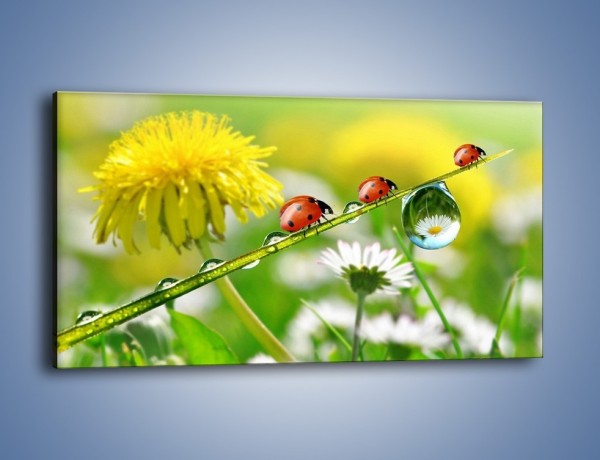 Obraz na płótnie – Wędrówka biedroneczek – jednoczęściowy panoramiczny Z190