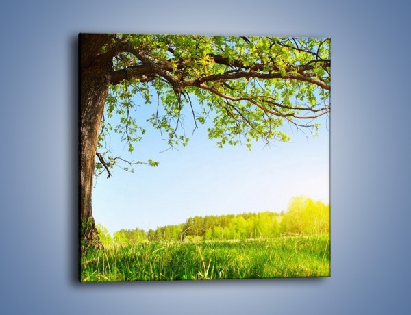 Obraz na płótnie – Drzewo na wsi – jednoczęściowy kwadratowy KN024