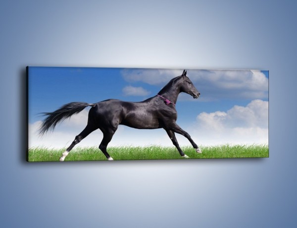 Obraz na płótnie – Dziki koń w biegu – jednoczęściowy panoramiczny Z194