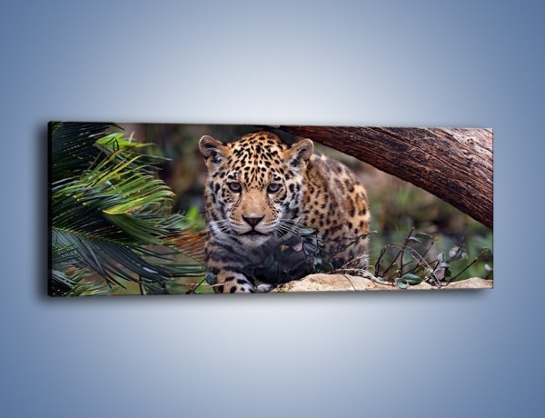 Obraz na płótnie – Jaguar w gotowości – jednoczęściowy panoramiczny Z198