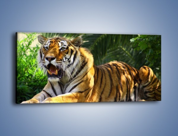 Obraz na płótnie – Cała duma tygrysa – jednoczęściowy panoramiczny Z199
