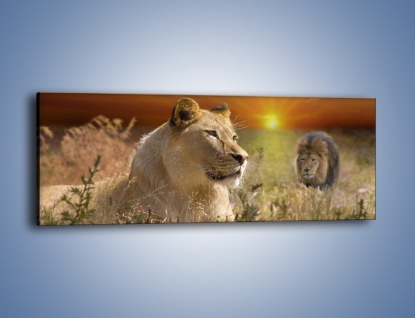 Obraz na płótnie – Lwie zaloty – jednoczęściowy panoramiczny Z204