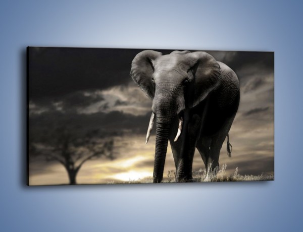 Obraz na płótnie – Smutna wędrówka słoni – jednoczęściowy panoramiczny Z207