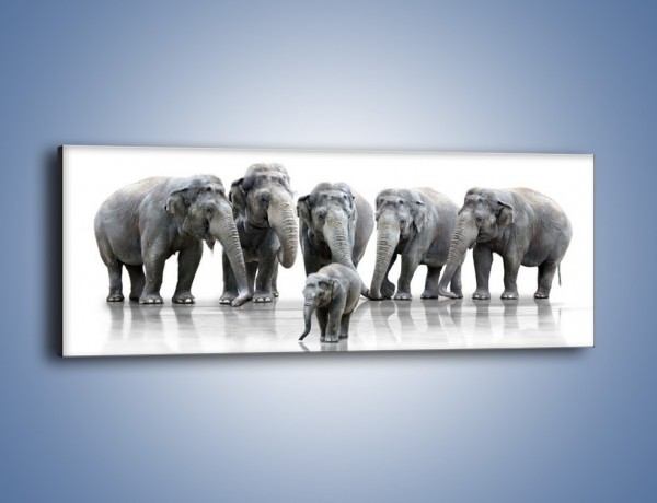 Obraz na płótnie – Na przyjęciu u słoniątka – jednoczęściowy panoramiczny Z209