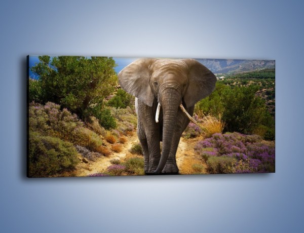 Obraz na płótnie – Moc i potęga słonia – jednoczęściowy panoramiczny Z210