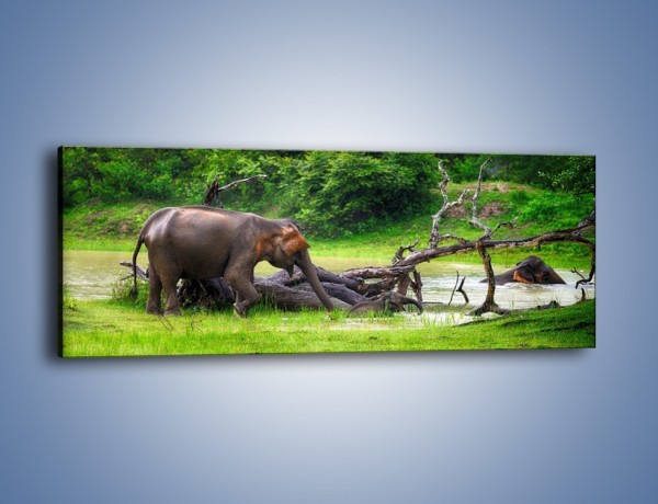 Obraz na płótnie – Kąpiel ze słoniem – jednoczęściowy panoramiczny Z216