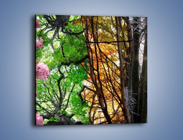 Obraz na płótnie – Drzewa w różnych kolorach – jednoczęściowy kwadratowy KN037