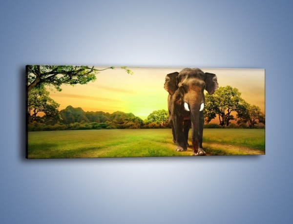 Obraz na płótnie – Lekki krok słonia – jednoczęściowy panoramiczny Z218