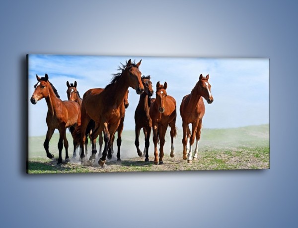 Obraz na płótnie – Konie na wybiegu – jednoczęściowy panoramiczny Z222