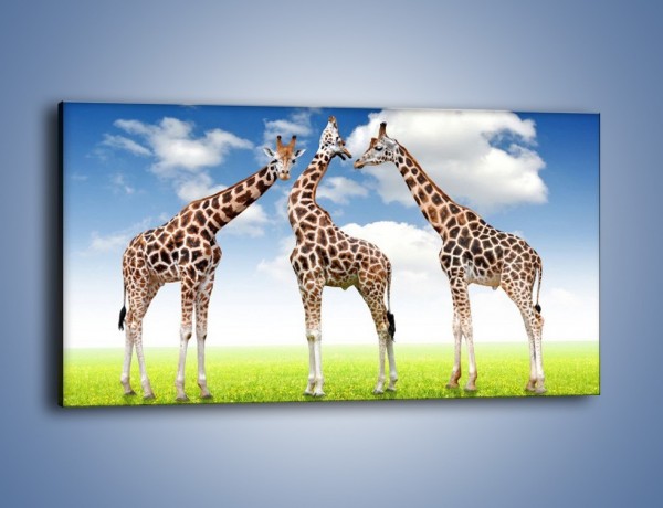 Obraz na płótnie – Poranna gimnastyka z żyrafą – jednoczęściowy panoramiczny Z226