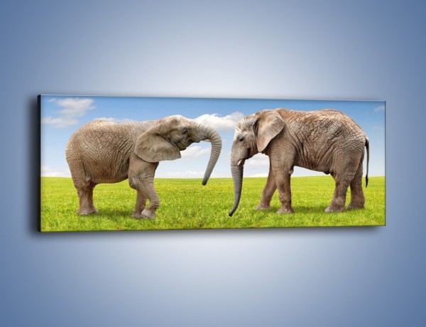Obraz na płótnie – Poważne rozmowy słoni – jednoczęściowy panoramiczny Z228