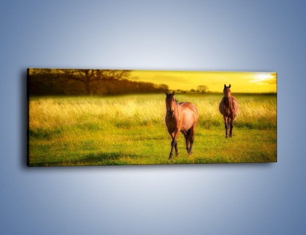 Obraz na płótnie – Polana i konie – jednoczęściowy panoramiczny Z230
