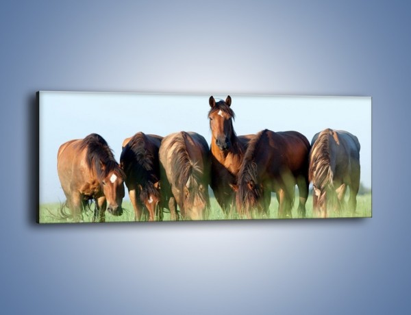 Obraz na płótnie – W stadzie koni ktoś rządzi – jednoczęściowy panoramiczny Z231