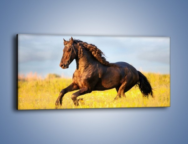 Obraz na płótnie – Dziki koń i jego mięśnie – jednoczęściowy panoramiczny Z232